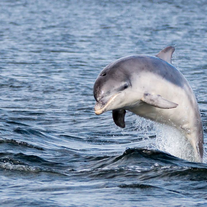 Dolphin Spotting Boat Trips